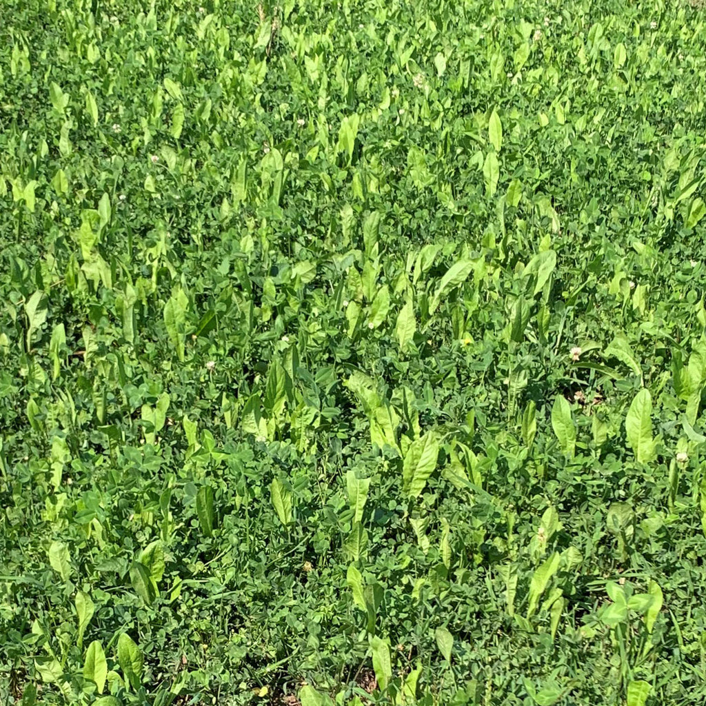 Ridgeline Clover Chicory