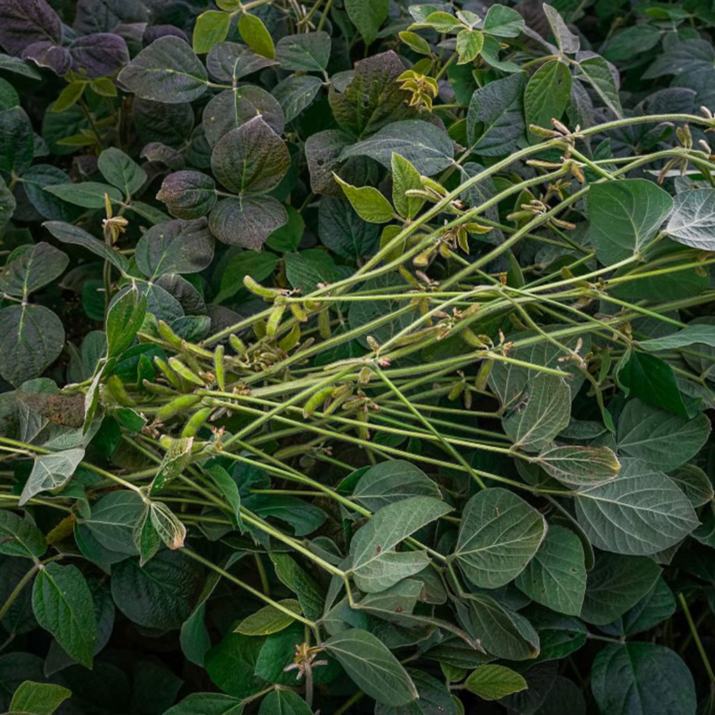 Ridgeline Forage Maxx Soybean