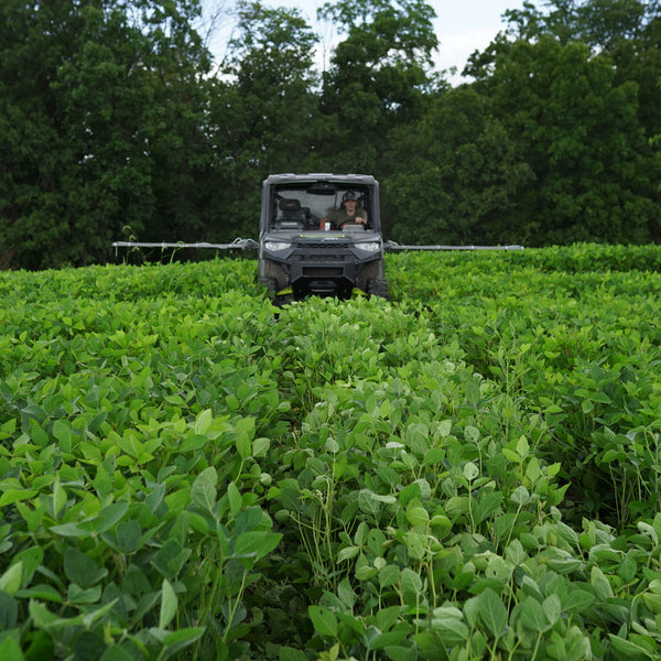 Ridgeline Winner X Beans