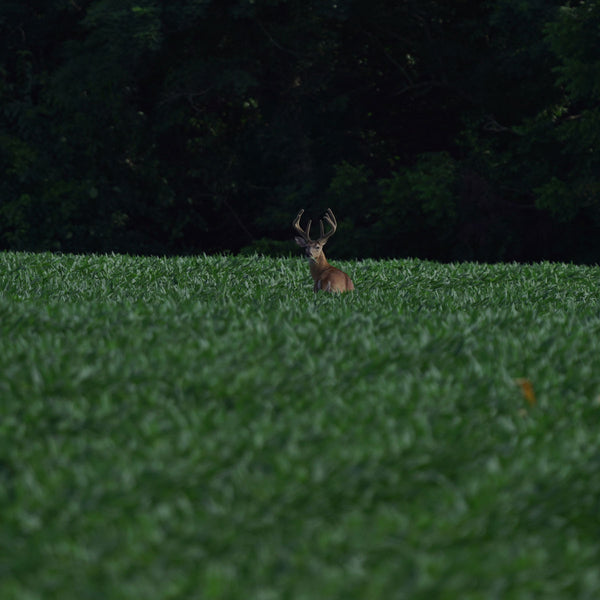 Ridgeline Winner X Beans