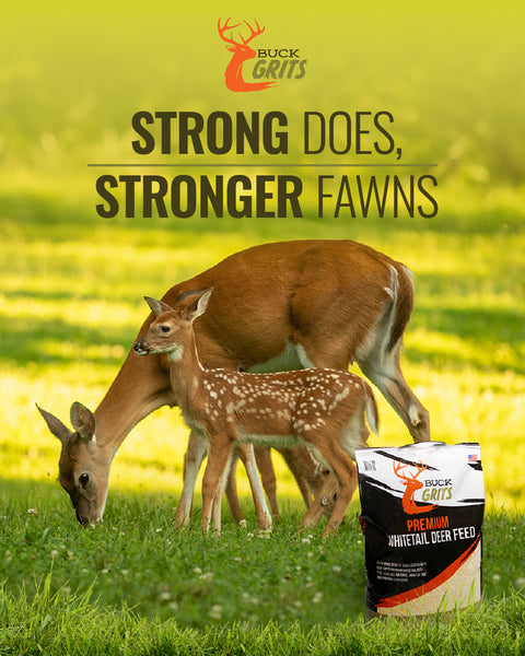 Buck Grits Whitetail Deer Feed