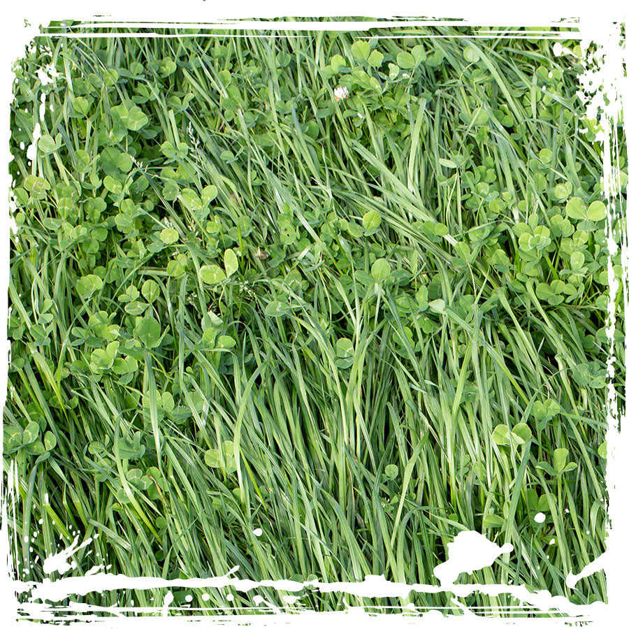 Ridgeline Easy-Gro
