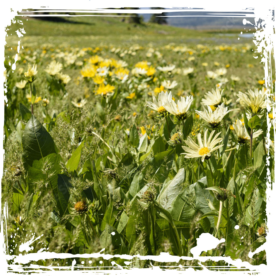 Ridgeline Forbs Blend