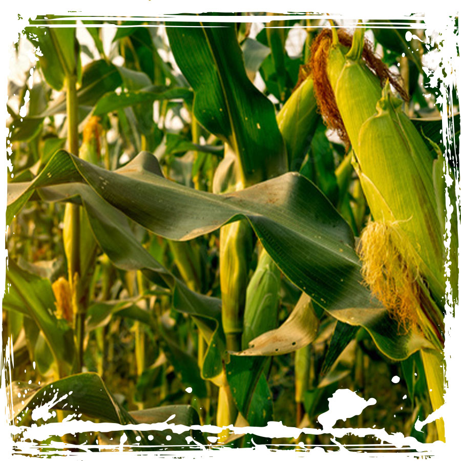 Ridgeline Winter Fuel Hi-Oil Corn