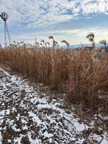 Giant Miscanthus Screening
