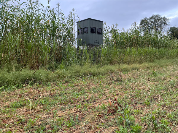 Giant Miscanthus Screening