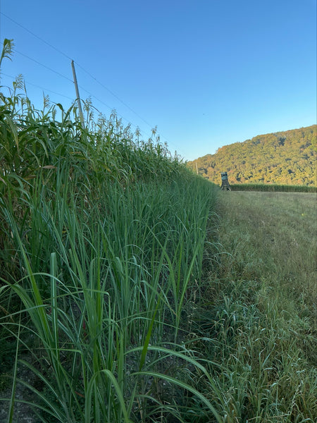 Giant Miscanthus Screening