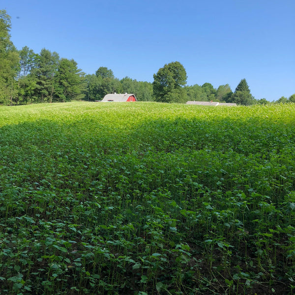 Ridgeline Buckwheat