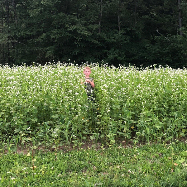 Ridgeline Buckwheat